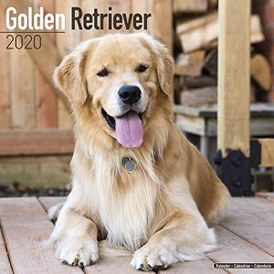 Avonside Publishing Ltd - Avonside Publishing Ltd: Golden Retriever Calendar 2020 - Preis vom 12.06.2026 05:40:31 h Avonside Publishing Ltd - Avonside Publishing Ltd: Golden Retriever Calendar 2020 - Preis vom 12.06.2026 05:40:31 h