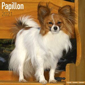 Papillon 2021 Wall Calendar - Preis vom 13.06.2026 05:28:29 h Papillon 2021 Wall Calendar - Preis vom 13.06.2026 05:28:29 h