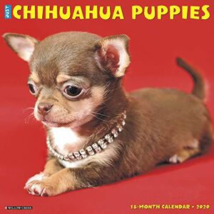 Inc. Willow Creek Press - JUST CHIHUAHUA PUPPIES 2020 WA - Preis vom 10.06.2026 05:35:22 h Inc. Willow Creek Press - JUST CHIHUAHUA PUPPIES 2020 WA - Preis vom 10.06.2026 05:35:22 h