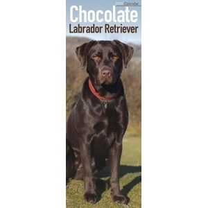 Avonside Publishing Ltd - Chocolate Labrador Retriever Slim Calendar 2019 (Slim Standard) - Preis vom 11.06.2026 05:43:19 h Avonside Publishing Ltd - Chocolate Labrador Retriever Slim Calendar 2019 (Slim Standard) - Preis vom 11.06.2026 05:43:19 h