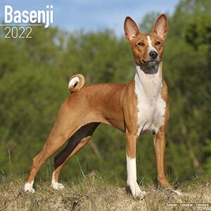 Basenji 2022 Wall Calendar - Preis vom 12.06.2026 05:40:31 h Basenji 2022 Wall Calendar - Preis vom 12.06.2026 05:40:31 h