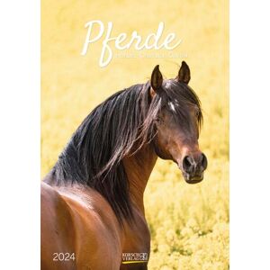 Korsch Verlag - Pferde 2024 - Preis vom 10.06.2026 05:35:22 h Korsch Verlag - Pferde 2024 - Preis vom 10.06.2026 05:35:22 h