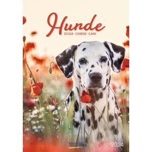 Korsch Verlag - Hunde 2024 - Preis vom 11.06.2026 05:43:19 h Korsch Verlag - Hunde 2024 - Preis vom 11.06.2026 05:43:19 h