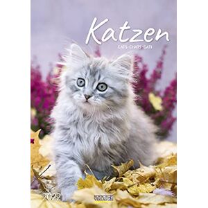 Korsch Verlag - Katzen 2022 - Preis vom 11.06.2026 05:43:19 h Korsch Verlag - Katzen 2022 - Preis vom 11.06.2026 05:43:19 h