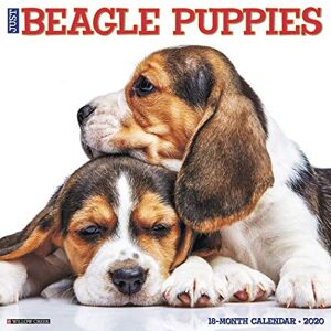 Willow Creek Press - Willow Creek Press: Just Beagle Puppies 2020 Wall Calendar ( - Preis vom 14.06.2026 05:24:48 h Willow Creek Press - Willow Creek Press: Just Beagle Puppies 2020 Wall Calendar ( - Preis vom 14.06.2026 05:24:48 h