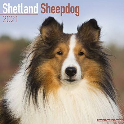Shetland Sheepdog 2021 Wall Calendar - Preis vom 22.09.2026 03:35:57 h Shetland Sheepdog 2021 Wall Calendar - Preis vom 22.09.2026 03:35:57 h