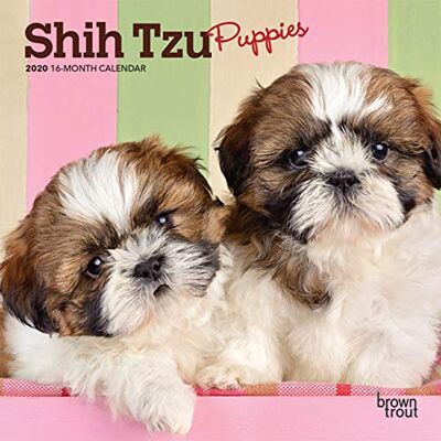 Browntrout Publishing - CAL-SHIH TZU PUPPIES 2020 MINI - Preis vom 22.09.2026 03:35:57 h Browntrout Publishing - CAL-SHIH TZU PUPPIES 2020 MINI - Preis vom 22.09.2026 03:35:57 h