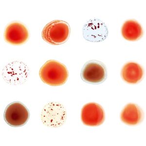 Peter Gabriel - Scratch My Back / And I'll Scratch Yours (Deluxe Edition) - Preis vom 10.06.2026 05:35:22 h Peter Gabriel - Scratch My Back / And I'll Scratch Yours (Deluxe Edition) - Preis vom 10.06.2026 05:35:22 h