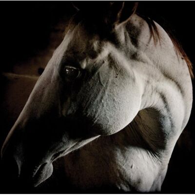 Brother How to Kill a Horse - Preis vom 08.09.2026 16:12:08 h Brother How to Kill a Horse - Preis vom 08.09.2026 16:12:08 h