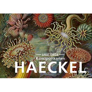 Postkarten-Set Ernst Haeckel: 18 Kunstpostkarten aus hochwertigem Karton. ca. 0,28€ pro Karte (Anaconda Postkarten, Band 30) - Preis vom 13.06.2026 05:28:29 h Postkarten-Set Ernst Haeckel: 18 Kunstpostkarten aus hochwertigem Karton. ca. 0,28€ pro Karte (Anaconda Postkarten, Band 30) - Preis vom 13.06.2026 05:28:29 h