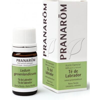 Pranarom Ätherisches Labrador-Teeöl 5 ml 5 ml Pranarom Ätherisches Labrador-Teeöl 5 ml 5 ml