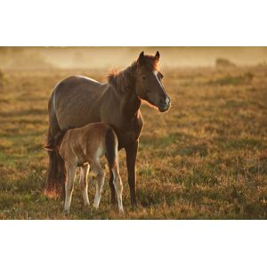 Papermoon Fototapete »PFERDE-NATUR LANDSCHAFT BAUERNHOF TIERE PFERD WANDBILD« bunt  B/L: 3,50 m x 2,60 m