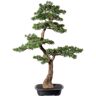 Creativ green Kunstbonsai »Bonsai Zeder« grün