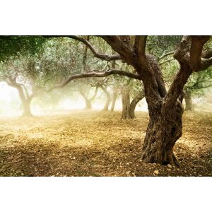 Papermoon Fototapete »Old Olive Trees« mehrfarbig  B/L: 2,5 m x 1,86 m