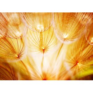 Papermoon Fototapete »Soft Dandelion Flowers« mehrfarbig  B/L: 5 m x 2,8 m