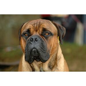 Papermoon Fototapete »Bullmastiff-Porträt« bunt  B/L: 3,0 m x 2,2 m