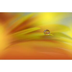 Papermoon Fototapete »Zen Wassertropfen mit Blume Makro« bunt  B/L: 3,50 m x 2,60 m