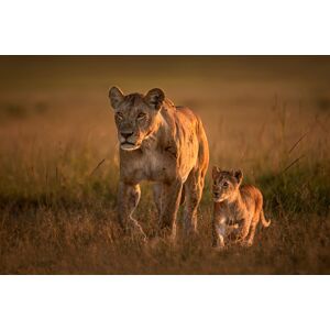 Papermoon Fototapete »Photo-Art XAVIER ORTEGA, MOM LÖWIN MIT CUB« bunt  B/L: 3,50 m x 2,60 m