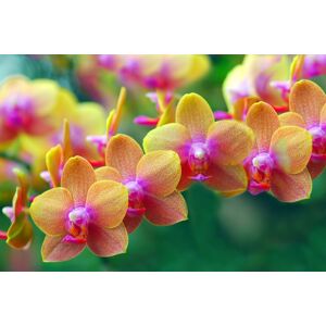Papermoon Fototapete »Goldfarbenen Orchids« mehrfarbig  B/L: 2 m x 1,49 m