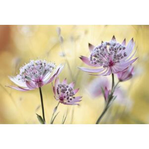 Papermoon Fototapete »Photo-Art MANDY DISHER, ASTRANTIA-MAJOR« bunt  B/L: 3,00 m x 2,23 m