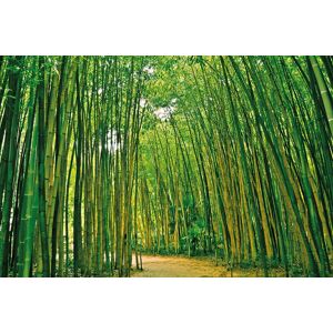 Papermoon Fototapete »Bamboo Forest« mehrfarbig  B/L: 2 m x 1,49 m