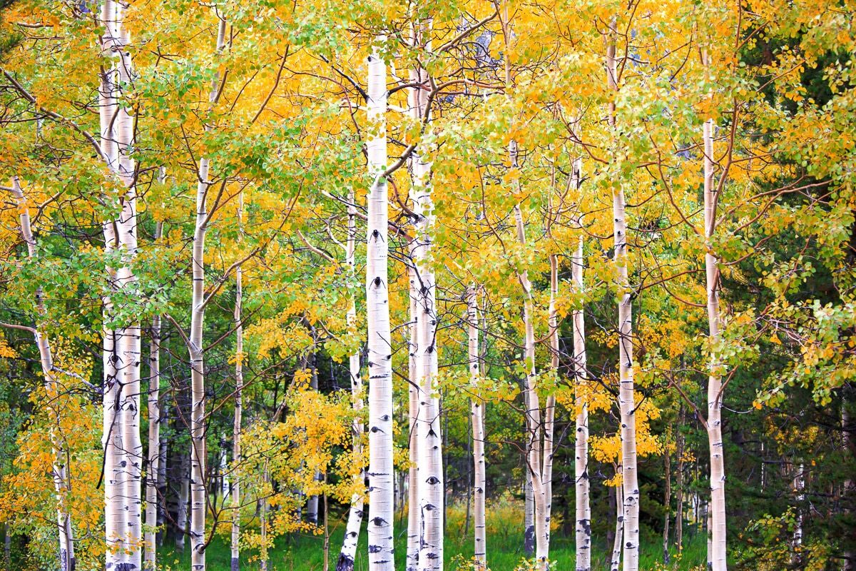 Papermoon Fototapete »Herbst Birkenwald«, Vliestapete, hochwertiger Digitaldruck bunt