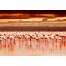 Papermoon Fototapete »African Flamingos« mehrfarbig  B/L: 5 m x 2,8 m