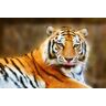 Papermoon Fototapete »Resting Tiger« mehrfarbig  B/L: 4 m x 2,6 m