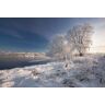 Papermoon Fototapete »Schneelandschaft« bunt  B/L: 2,50 m x 1,86 m