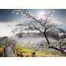 Papermoon Fototapete »ORCHIDEEN-TAPETE NATUR LANDSCHAFT GEBIRGE BERGE BLUMEN« bunt  B/L: 5,00 m x 2,80 m