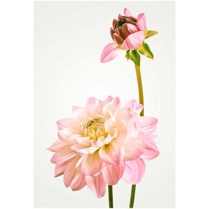 Komar Poster »Dahlia«, Blumen, (1 St.) bunt