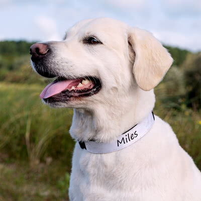 smartphoto Hundehalsband L personalisiert