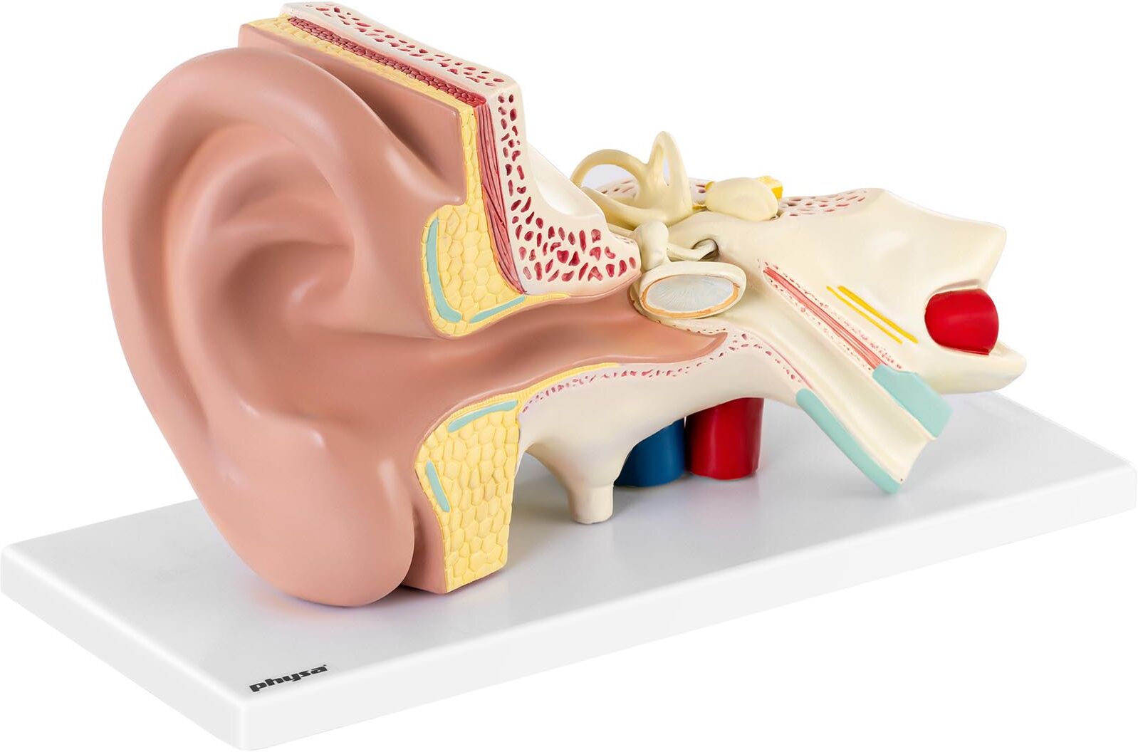 physa Model ucha - rozložitelný na 4 částí - trojnásobně zvětšený PHY-EM-2