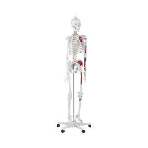 physa Model kostry člověka v životní velikosti - 180 cm - s barevným značením PHY-SK-2