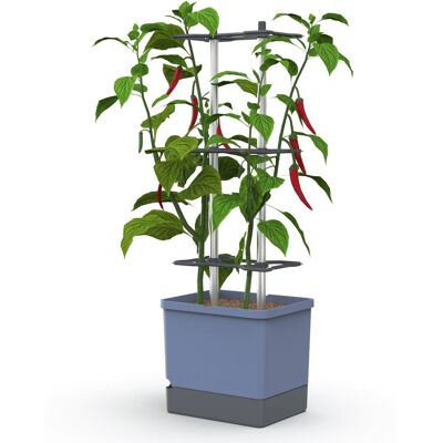 Gusta Garden CHARLY CHILI XL samozavlažovací, modrý Gusta Garden CHARLY CHILI XL samozavlažovací, modrý