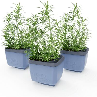 Gusta Garden HERBS BUDDY samozavlažovací, modrý, 3 ks Gusta Garden HERBS BUDDY samozavlažovací, modrý, 3 ks