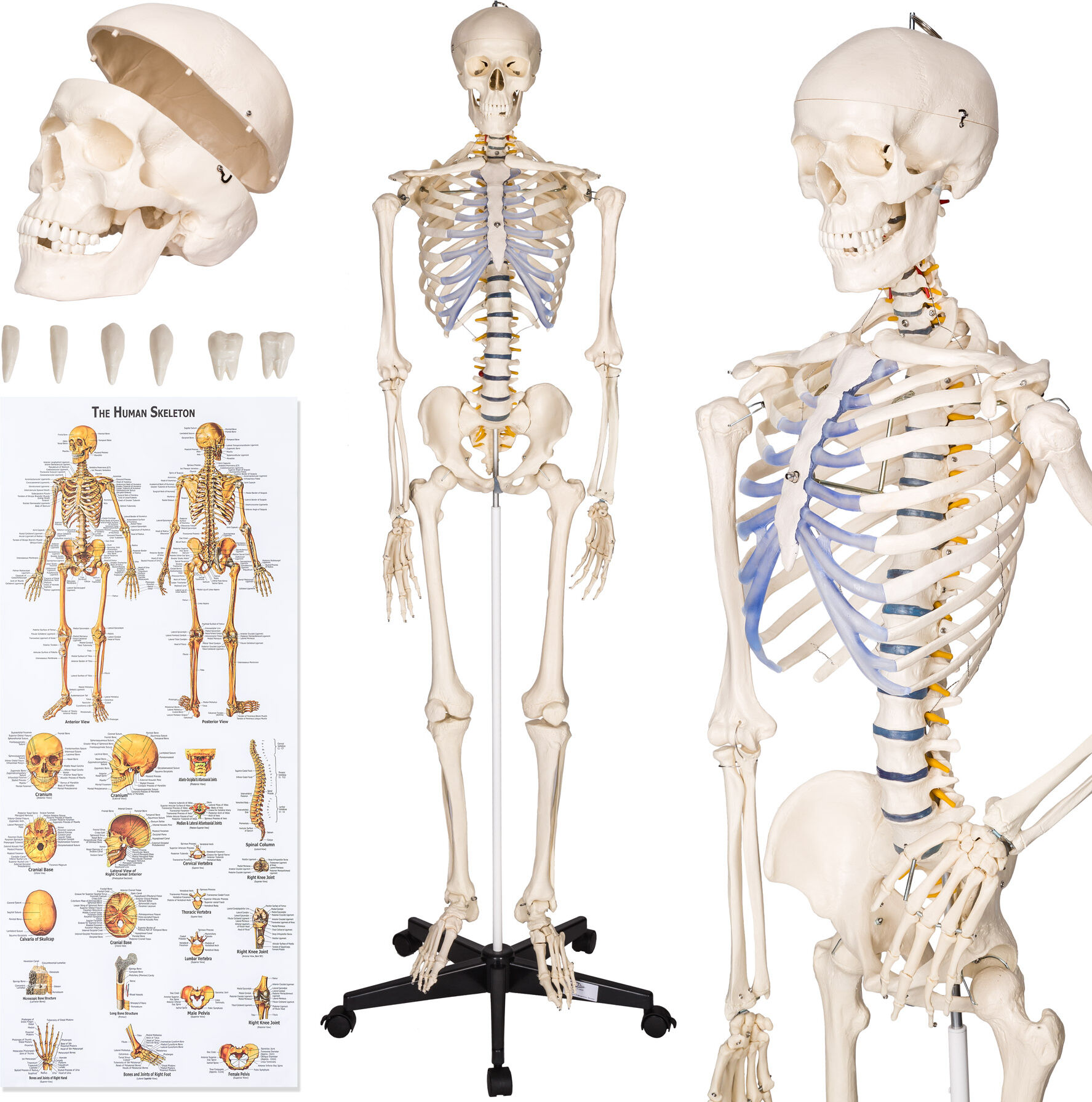 tectake Anatomický model lidská kostra 180 cm - bílá