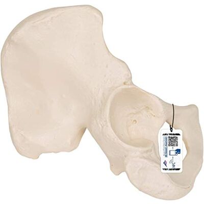 3B Scientific lidská anatomie bederní kosti model + bezplatný anatomický software 3B Smart Anatomy 3B Scientific lidská anatomie bederní kosti model + bezplatný anatomický software 3B Smart Anatomy