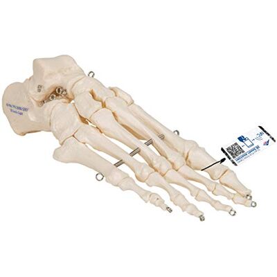 3B Scientific Lidská anatomie – kostra nohy natažená na drátě + bezplatná aplikace pro anatomii – 3B Smart Anatomy 3B Scientific Lidská anatomie – kostra nohy natažená na drátě + bezplatná aplikace pro anatomii – 3B Smart Anatomy