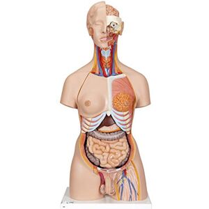 Deluxe Torzo 3B Scientific - Dvojpohlavní, otevřená záda, 28 dílů - Anatomický model Deluxe Torzo 3B Scientific - Dvojpohlavní, otevřená záda, 28 dílů - Anatomický model