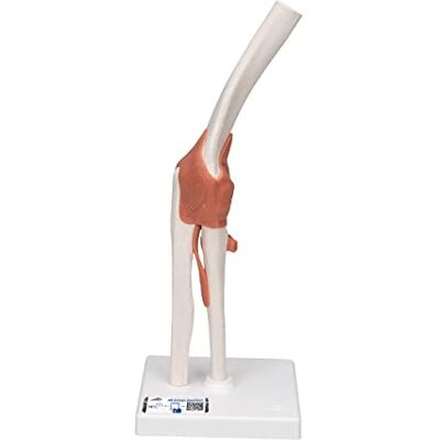 3B Scientific 3B Smart Anatomy A83 loketní kloub, vč. anatomického softwaru (příp. ne v německém jazyce) 3B Scientific 3B Smart Anatomy A83 loketní kloub, vč. anatomického softwaru (příp. ne v německém jazyce)