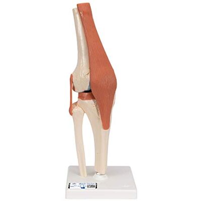 3B Scientific Funkční model kolenního kloubu A82/1 Deluxe + bezplatný anatomický software – 3B Smart Anatomy (příp. ne v německém jazyce) 3B Scientific Funkční model kolenního kloubu A82/1 Deluxe + bezplatný anatomický software – 3B Smart Anatomy (příp. ne v německém jazyce)