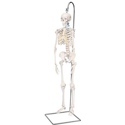 3B Scientific Malá lidská kostra, model "Shorty", na závěsném stojanu A18/1 + bezplatný anatomický software, 3B Smart Anatomy (příp. ne v německém jazyce) 3B Scientific Malá lidská kostra, model "Shorty", na závěsném stojanu A18/1 + bezplatný anatomický software, 3B Smart Anatomy (příp. ne v německém jazyce)