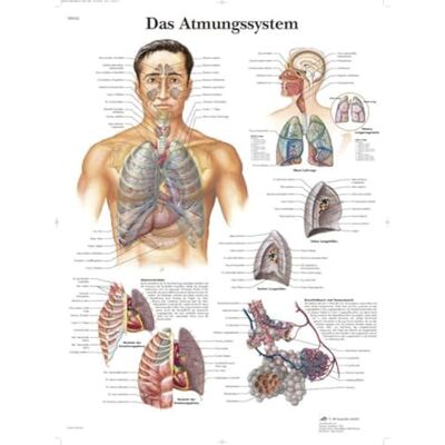 3B Scientific Laminovaný lidský dýchací systém tabule – anatomický eposter chráněný proti UV záření a prachu pro studium, výuku a kliniky 3B Scientific Laminovaný lidský dýchací systém tabule – anatomický eposter chráněný proti UV záření a prachu pro studium, výuku a kliniky