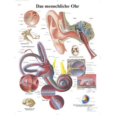 3B Scientific Učební tabule lidské ucho, anatomický eposter vnější, střední a vnitřní ucho, lékařská tabulka 3B Scientific Učební tabule lidské ucho, anatomický eposter vnější, střední a vnitřní ucho, lékařská tabulka