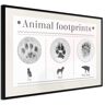 Artgeist Poster - How to Recognize an Animal