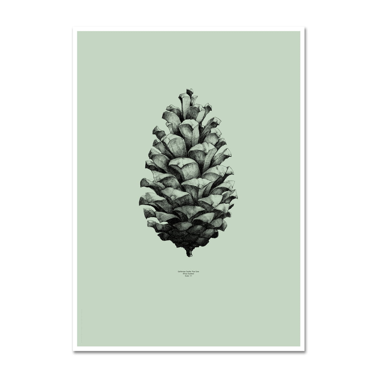 Paper Collective - Nature 1:1 Pine Cone (green)