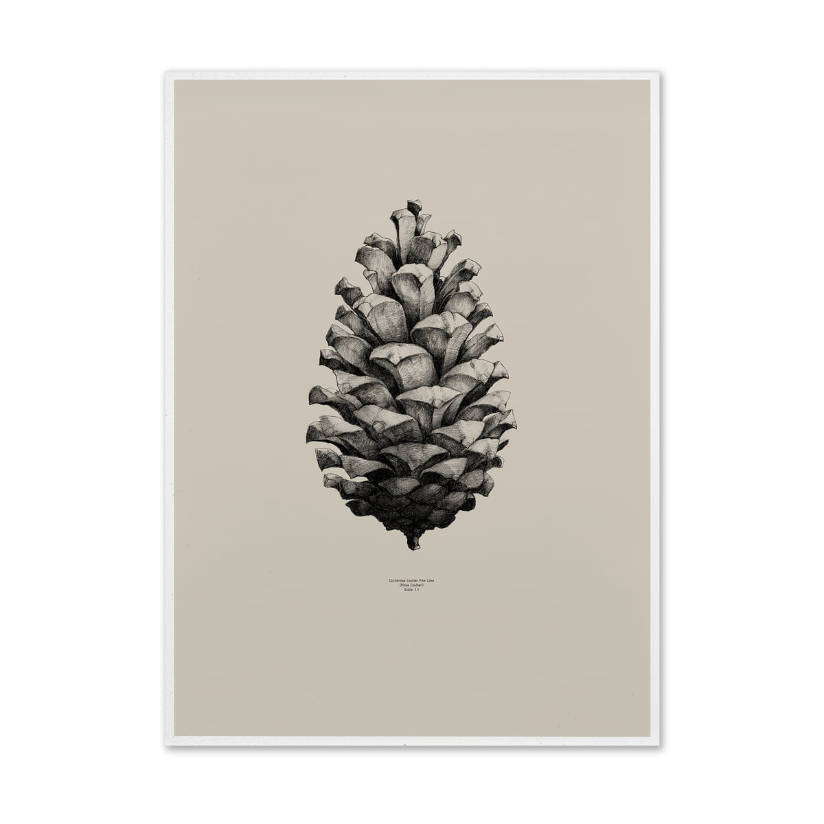 Paper Collective - Nature 1:1 Pine Cone (sand)
