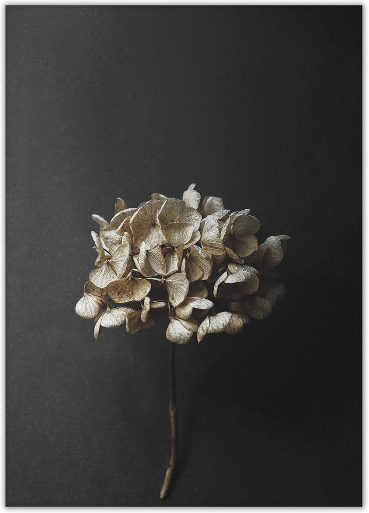 Paper Collective - Stillleben 04 (Hydrangea), 50 x 70 cm