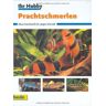 Klaus Gernhard - GEBRAUCHT Prachtschmerlen, Ihr Hobby - Preis vom 18.04.2024 05:05:10 h